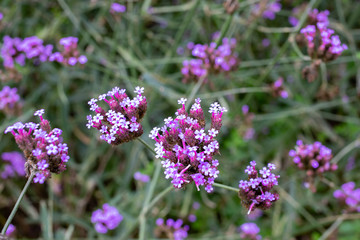 Close up verbena flower in the garden