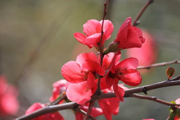 Cherry Blossom 3