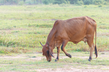 Cow on agricultural in thailand