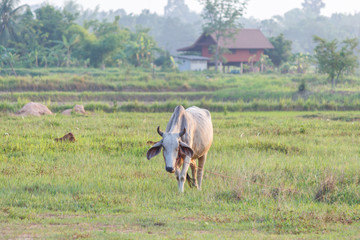 Cow on agricultural in thailand