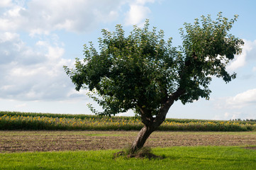 single apple tree in rural landscape with olique trunk