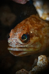 Blotched Jawfish, Fleckiger Kieferfisch (Opistognathus latitabundus)