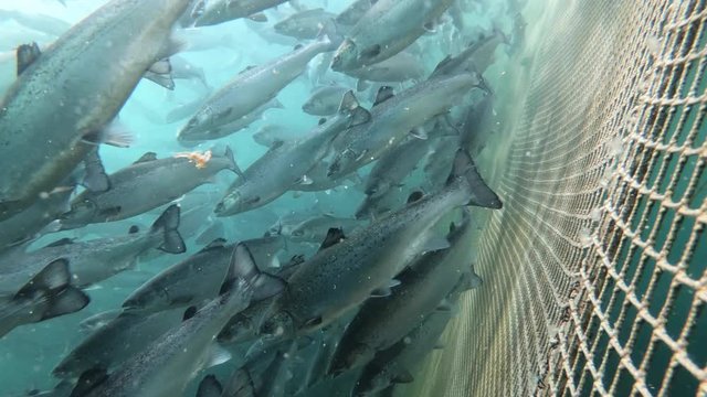 Salmon fish farm underwater Norway