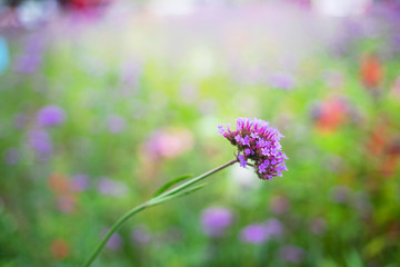 Close up verbena flower in the garden