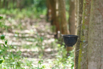 rubber plantation with bowl on tree