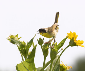 Common yellowthroat (Geothlypis trichas)