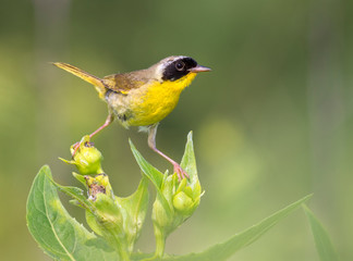 Common yellowthroat (Geothlypis trichas)