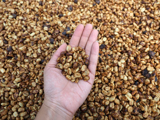 honey process of Arabica coffee on hand