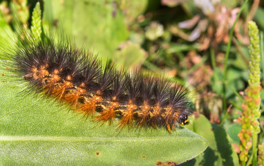 Moving hairy caterpillar of garden tiger moth (Arctia caja)