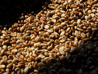 honey process of Arabica coffee on drying beds
