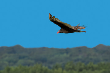 Turkey vultures flying over Des Moines River, Iowa