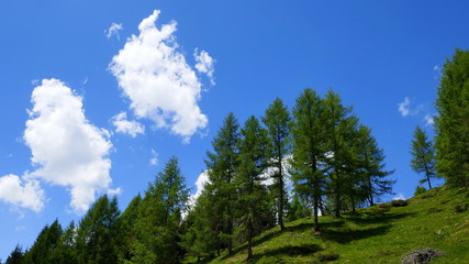 Fototapeta na wymiar malerischer Berghang mit Lärchen und grüner Wiese vor blauem Himmel mit weißen Wolken in Südtirol
