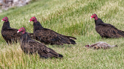 The group of turkey vultures staying in the grass around carcass of prey
