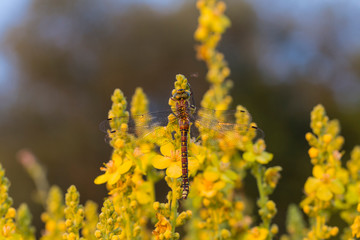 Brown hawker (Aeshna grandis) is a large dragonfly. Female: small yellow markings, and no waist. The insect sits on a dense-flowered mullein with yellow flowers.