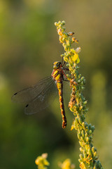 Brown hawker (Aeshna grandis) is a large dragonfly. Female: small yellow markings, and no waist....