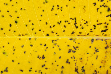 Disease spots on a closeup of a leaf.