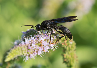 Great black wasp on the mint flowers