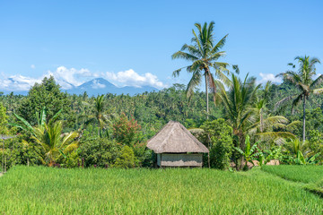 Landscape with rice fields, straw house and palm tree at sunny day in island Bali, Indonesia. Nature and travel concept