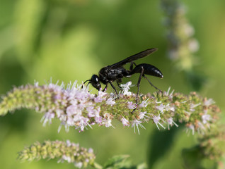 Great black wasp on the mint flowers