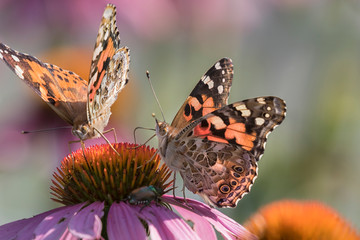Painted Lady batterfly (Vanessa cardui) on the purple coneflowers in Iowa's pairie