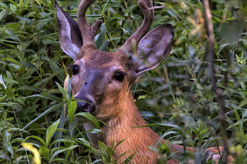 Young white tail deer feeding in thick bush near creek, portrait
