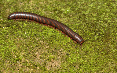 Cylindroiulus, Myriapoda (Family  Julidae)