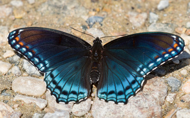 Obraz na płótnie Canvas Red spotted purple admiral butterfly licking water of river rocks at hot sunny day