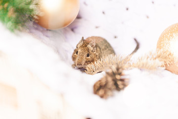 Little fluffy rodent rat sitting among Christmas toys and new Year decorations as a symbol of Chinese New Year