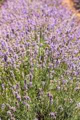 Naklejka premium Flowering lavender. Field of blue flowers. Lavandula - flowering plants in the mint family, Lamiaceae. 
