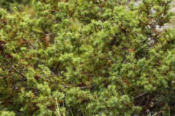 Juniperus communis, the common juniper, is a speciesconifer in the genus Juniperus, in the family Cupressaceae.	