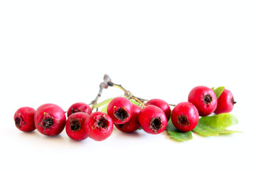 Autumn style botanical arrangement. Composition from the fruits of the red hawthorn berries on white table background. Fall decorative concept.