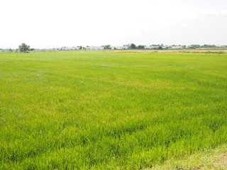 nature rice tree grassy lush verdancy verdant verdantly verdure verdurous verdurousness greenery greenish viridity Green fields grass green manicured lawns