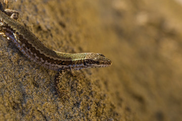 The sand lizard (Lacerta agilis) is a lacertid lizard. The habitat of the reptile is in a rocky area. An old lizard resting on a rock on a Sunny day. The wise reptile, enjoy the passing life.