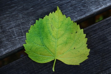 Large autumn leaf on bench in Sweden