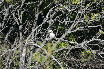 Kookaburras perched on tree quietly