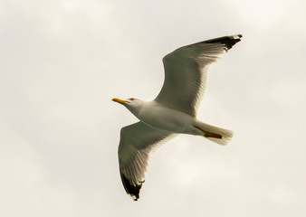 Seagull