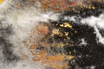 Fototapeta na wymiar Close-up of rot and mold