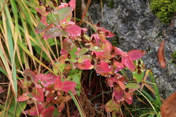 紅葉し始めたシナノオトギリ(信濃弟切）の葉