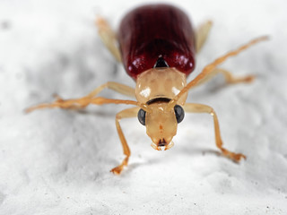 Macro Photo of Beetle on White Floor