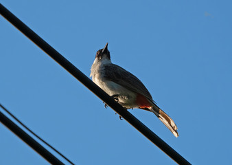 Close up Sooty-Headed Bulbul Bird Perched on The Electric Wire Isolated on Blue Sky