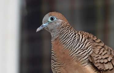 Close up Zebra Dove Perched on The Balcony