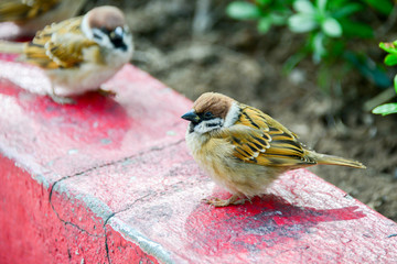 Sparrows in Hong Kong Park