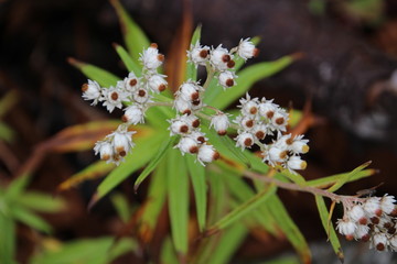 白い花をつけるヤマハハコ　