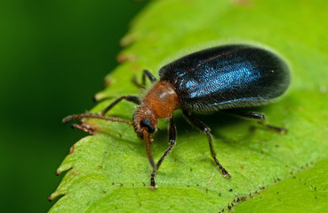Macro Photo of Blue Metallic Beetle on Green Leaf