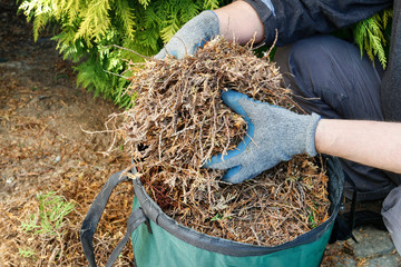 The man collects dry grass, twigs and leaves in the garden.