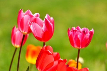 かわいらしい赤いチューリップ