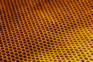 Background texture of a section of wax honeycomb from a bee hive filled with golden honey . Beekeeping concept
