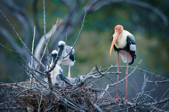 Painted stork with their babies.