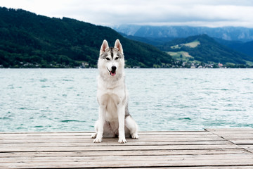 A young grey and white Siberian husky female dog is sitting on a brown wooden pier. She has brown eyes. Water in the lake is calm, the sky is cloudy. There are the Alps mountains in the background. © Rabinger
