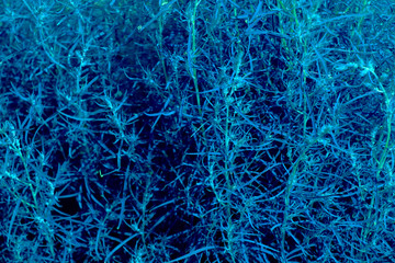 The flowers and the sun 0127